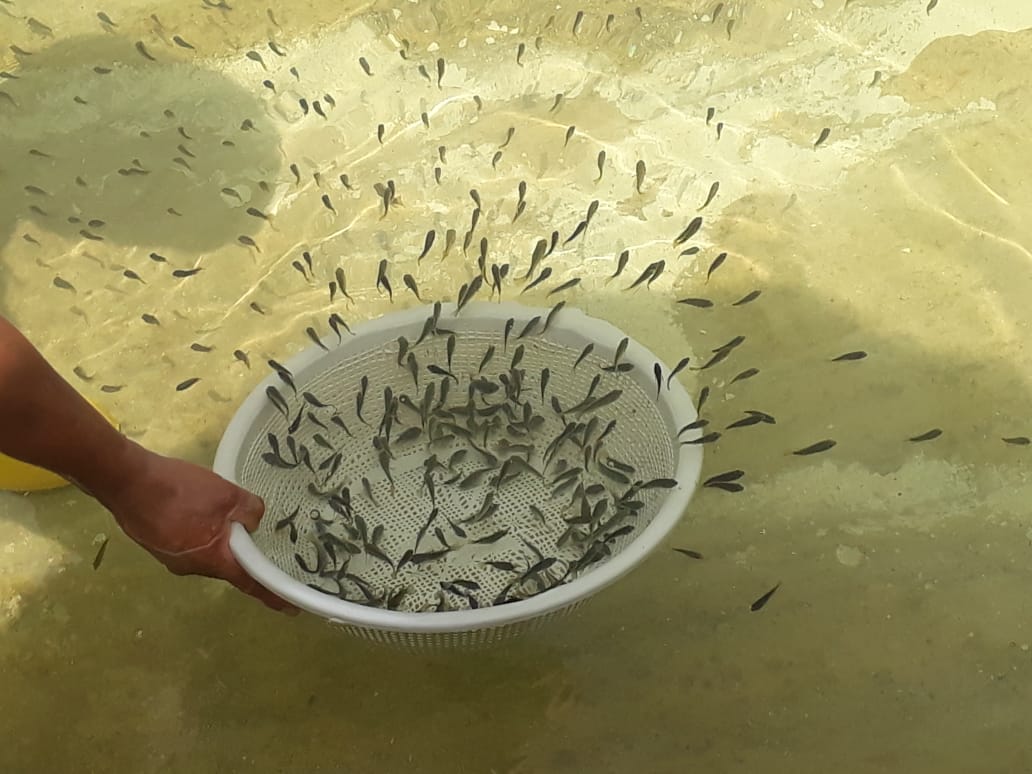Tilapia Gris