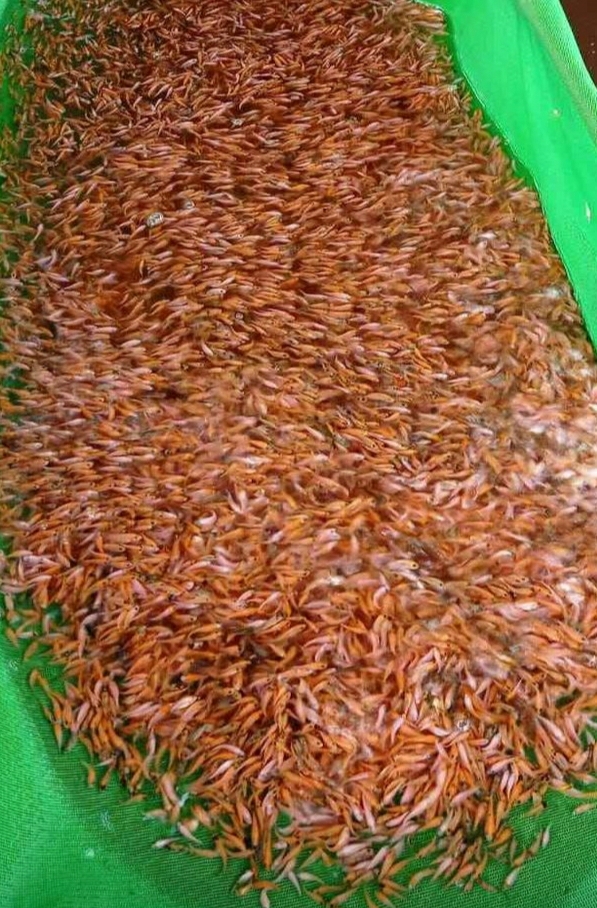 Miles de alevines de tilapia roja