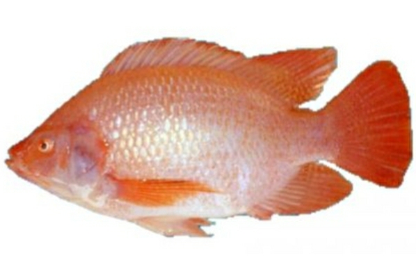 Tilapia Roja